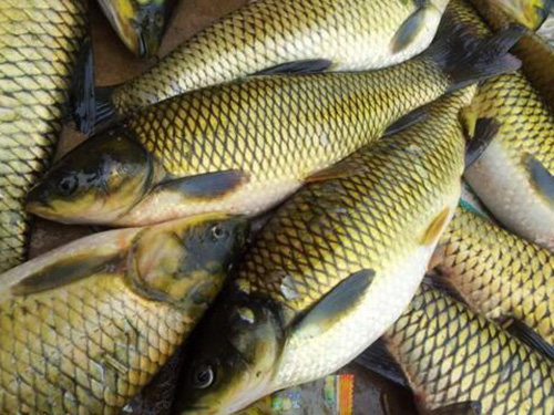 黃江草魚(yú)配送